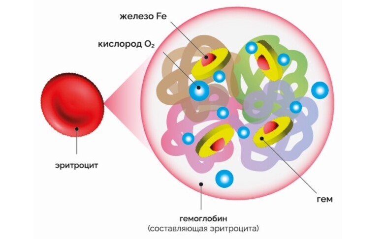 Гемовое и негемовое железо: особенности питания для профилактики ЖДА